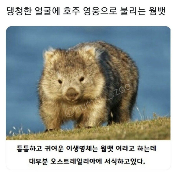 호주의 영웅