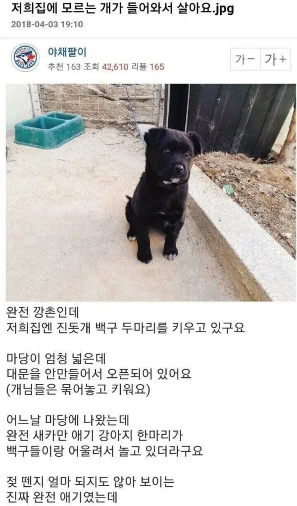 약고전)저희집에 모르는 개가 들어와서 살아요.