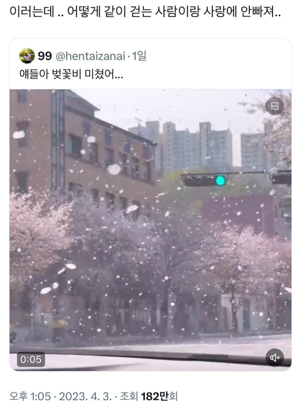 사랑에 빠진다는 벚꽃비